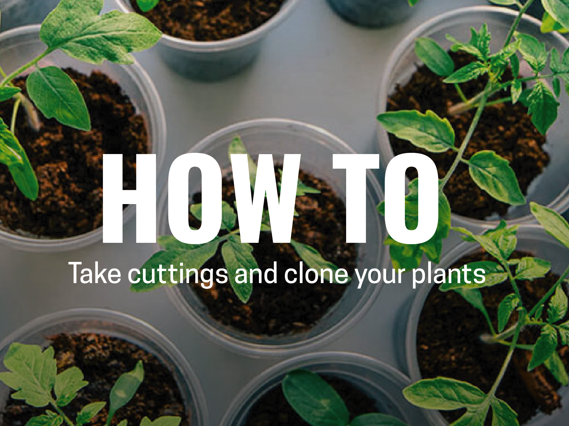 The Art of Taking Plant Cuttings: A Beginner's Guide